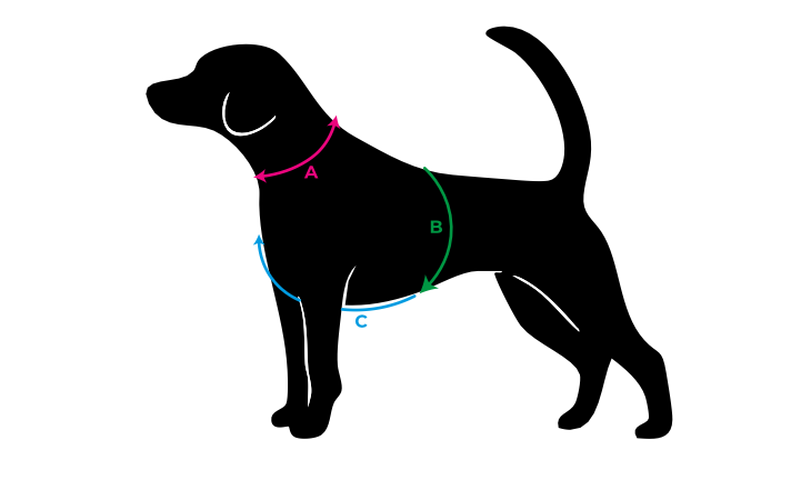 Dog with measuring points: A neck, B belly, C chest